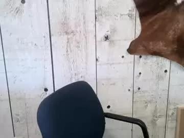 openmindedcowboy from Chaturbate is Freechat