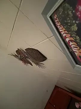 Valentinacouple model from sc